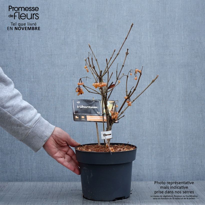 Esemplare di Viburnum dilatatum Michael Dodge Vaso da 4L/5L come consegnato in autunno