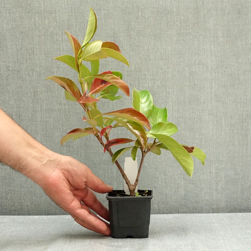Esemplare di Viburnum lucidum - Viburno lucido Vasetto da 8/9 cm consegnato in estate