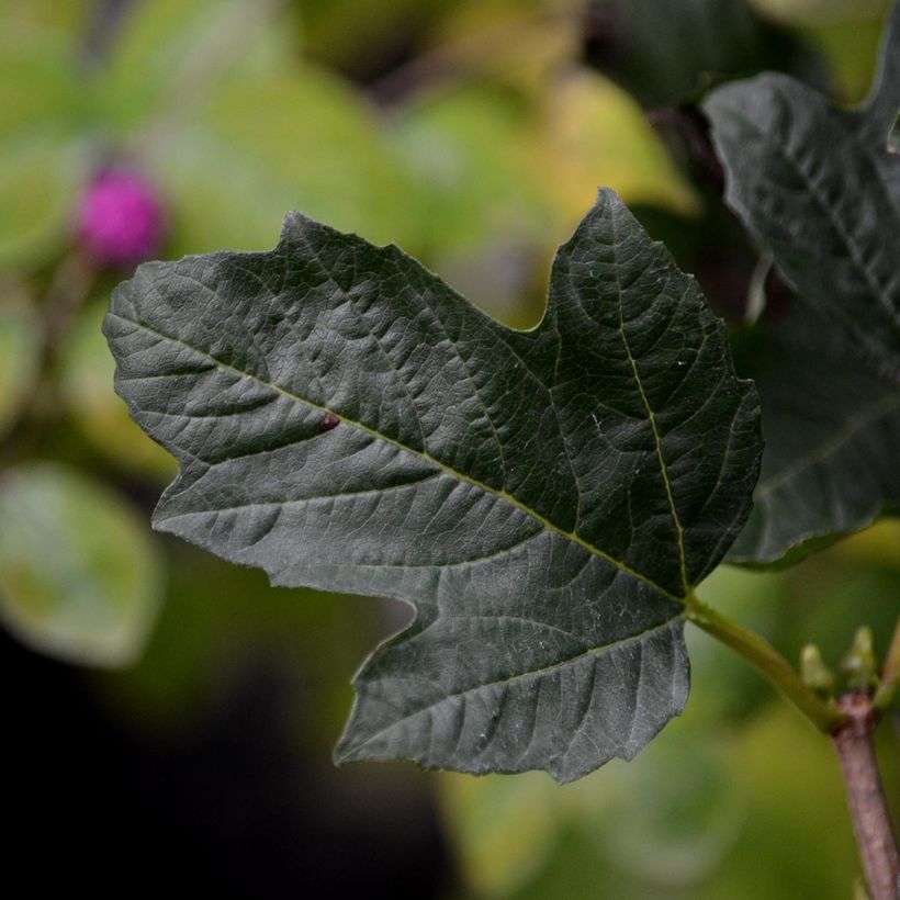 Viburnum opulus Compactum - Oppio (Foliage)