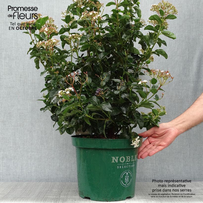 Esemplare di Viburnum tinus Lisarose Vaso da 7,5L/10L come consegnato in autunno