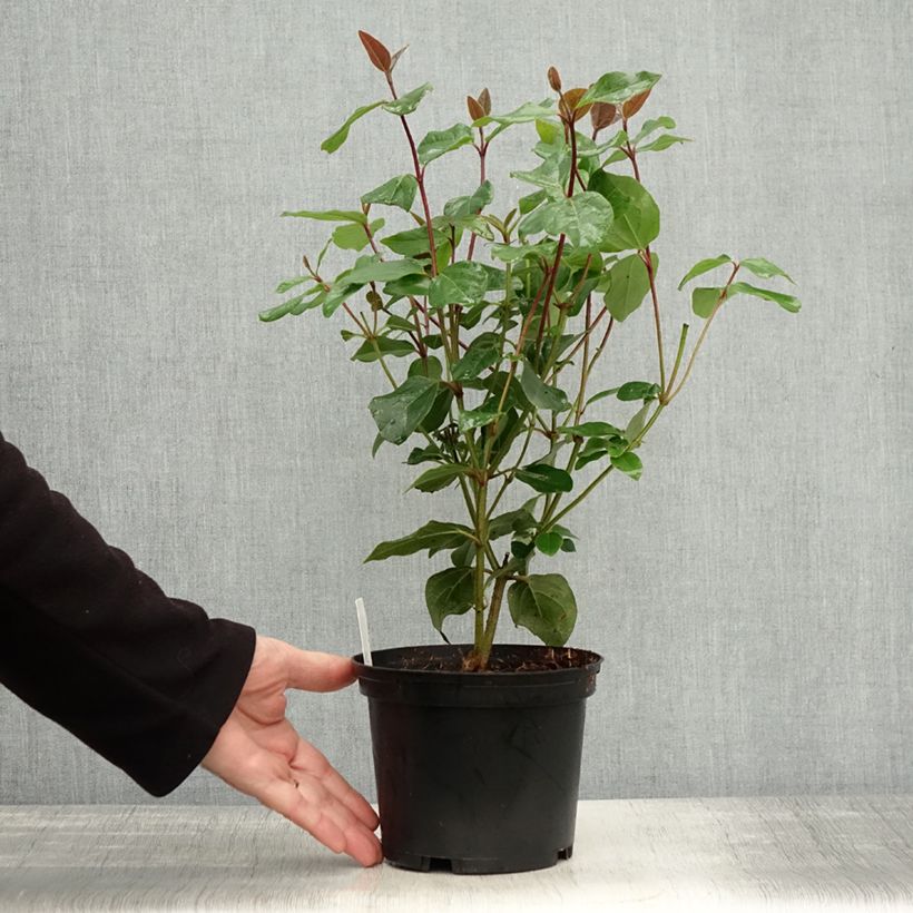 Esemplare di Viburnum tinus Purpureum Vaso da 2L/3L come consegnato in autunno