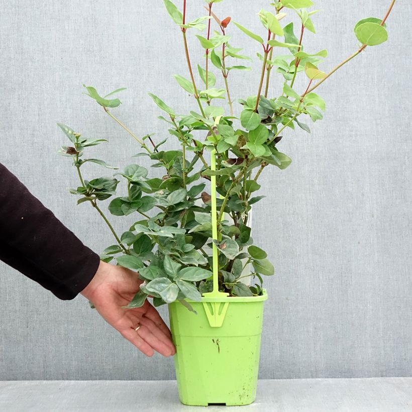 Esemplare di Viburnum tinus Rock'n Rolla Vaso da 3L/4L come consegnato in autunno