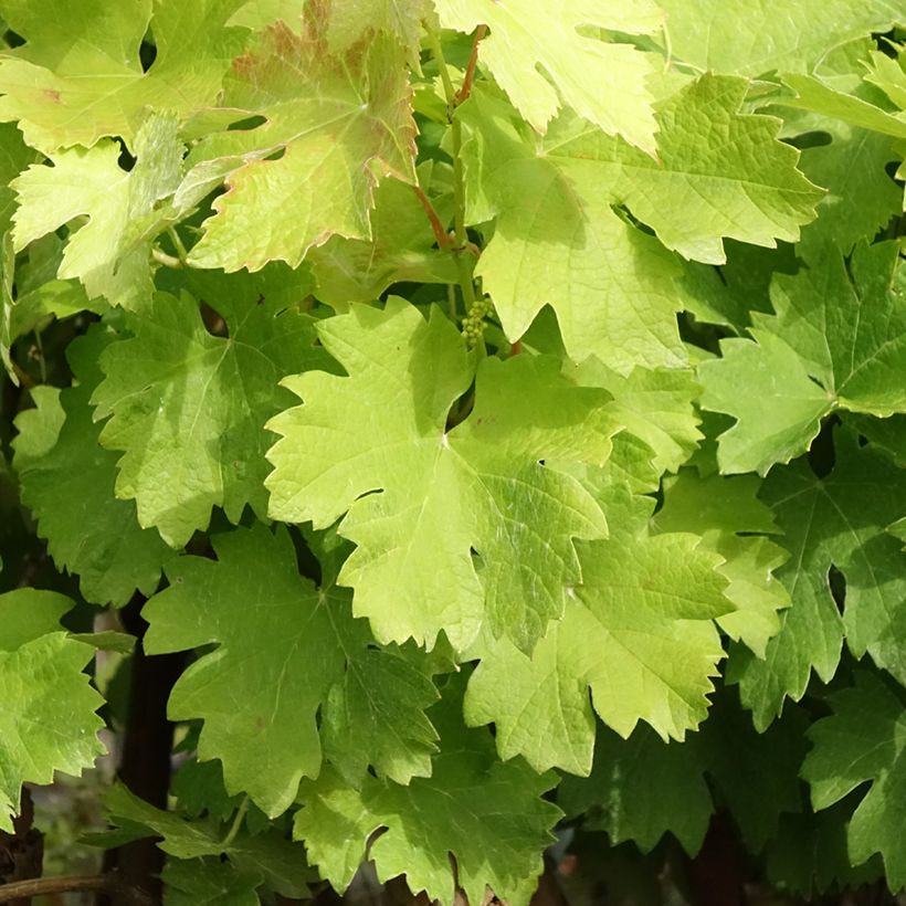 Vite Albarossa (Fogliame)