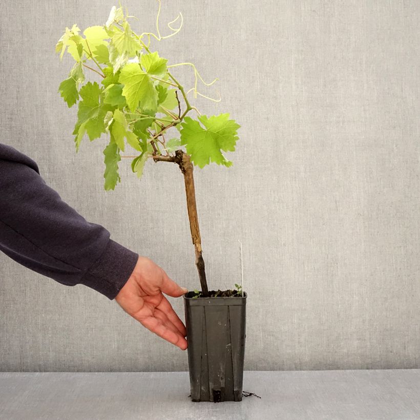 Vite Albarossa Vaso da 1,5L/2L esemplare consegnato in primavera