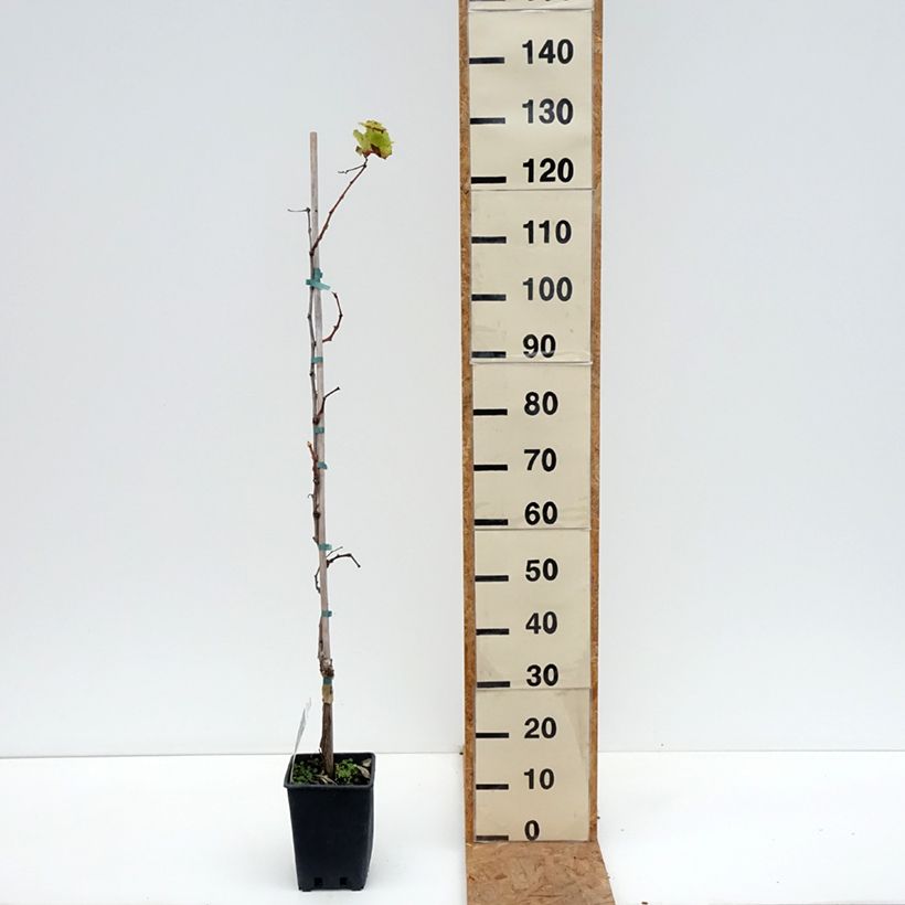 Esemplare di Vite da tavola Alphonse Lavallée ZPd4 Vaso da 3L/4L come consegnato in autunno