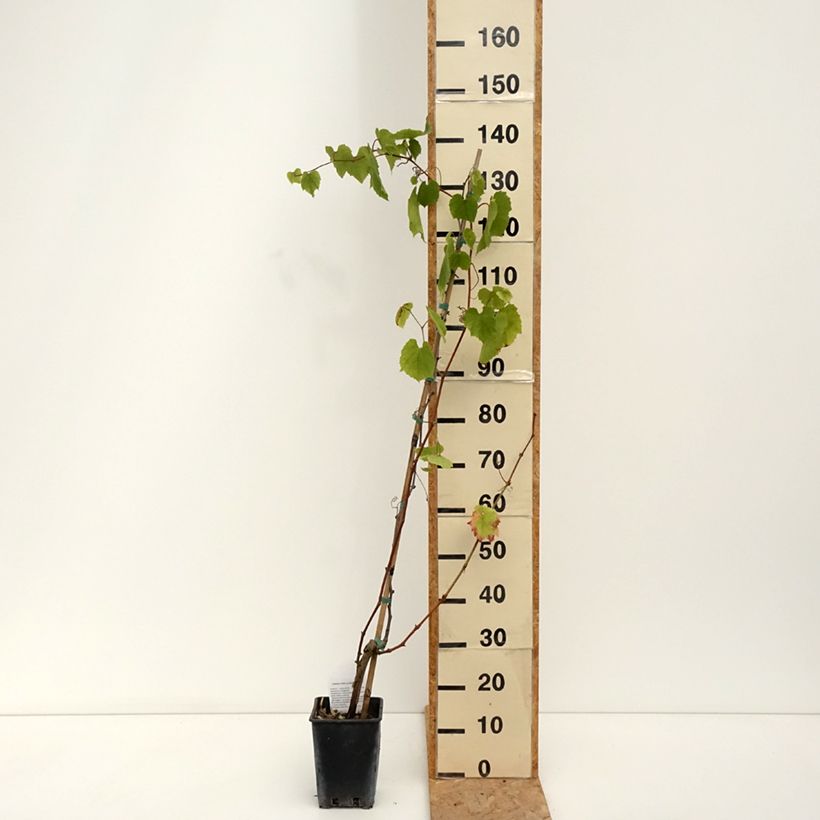 Esemplare di Vite da tavola Alphonse Lavallée ZPd4 Vaso da 3L/4L consegnato in estate