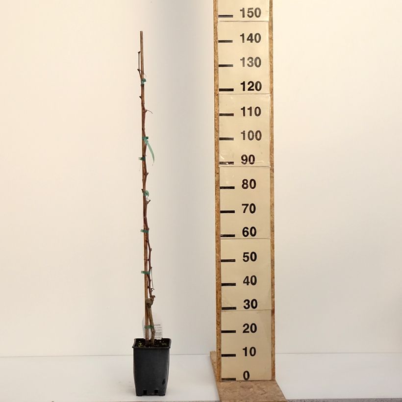 Vigne Alphonse Lavallée - Vitis vinifera  Pot de 3L/4L esemplare consegnato in inverno