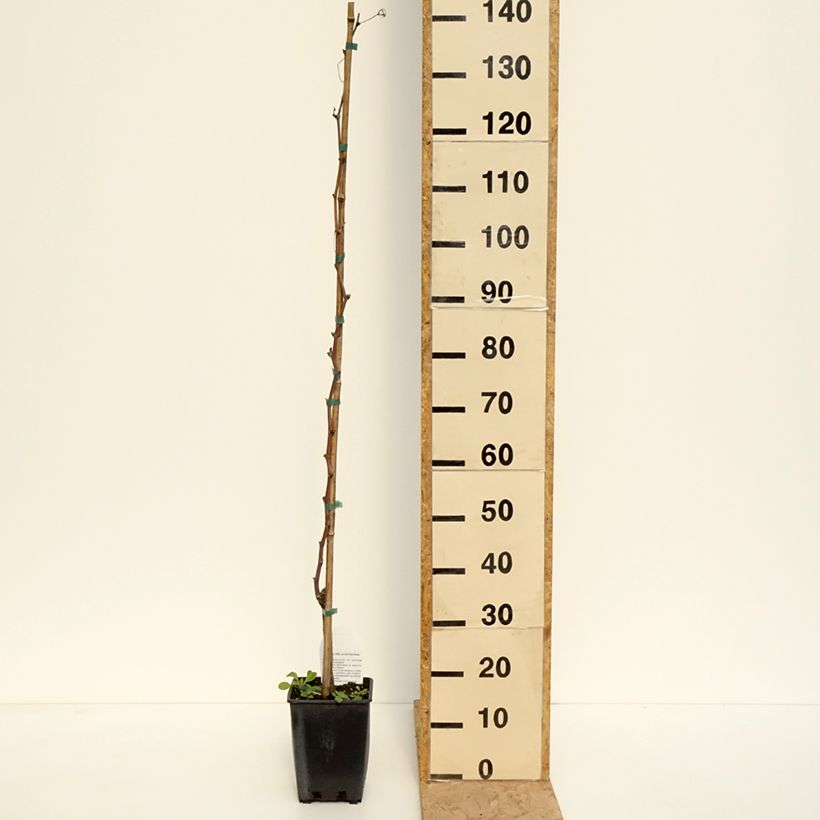 Example of Vite da tavola Alphonse Lavallée ZPd4 Vaso da 3L/4L as you get in printemps