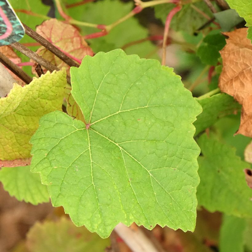 Vitis amurensis Amurensis - Vite dell'Amur (Foliage)