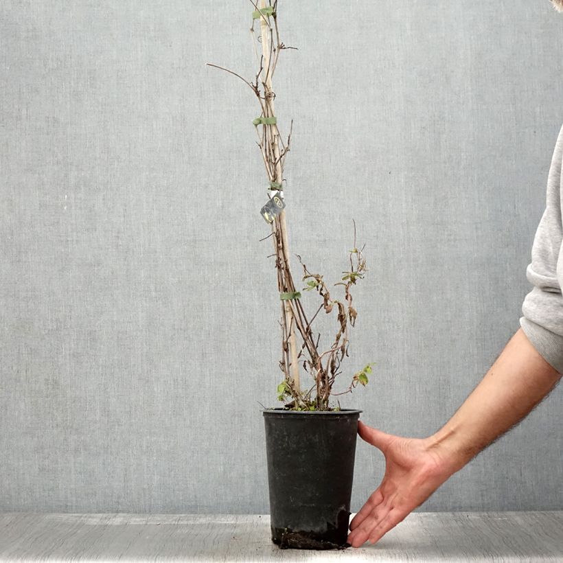 Esemplare di Vigne Amurensis - Vigne du fleuve Amour Pot de 3L/4L come consegnato in autunno