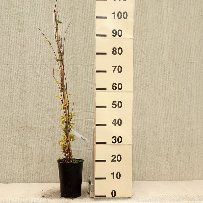 Example of Vitis amurensis Amurensis - Vite dell'Amur Vaso da 3L/4L as you get in printemps