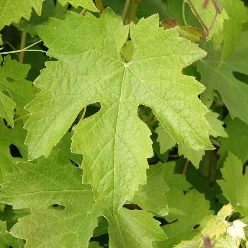 Vite Barbera (Foliage)