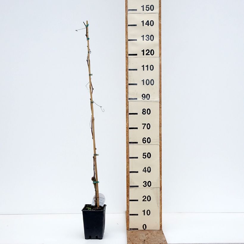 Vigne Black Magic - Vitis vinifera Pot de 1,5L/2L esemplare consegnato in inverno