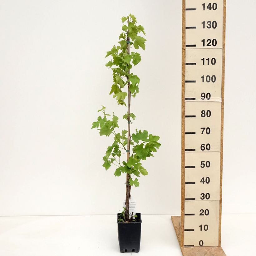 Vite da tavola Black Magic Vaso da 1,5L/2L esemplare consegnato in primavera