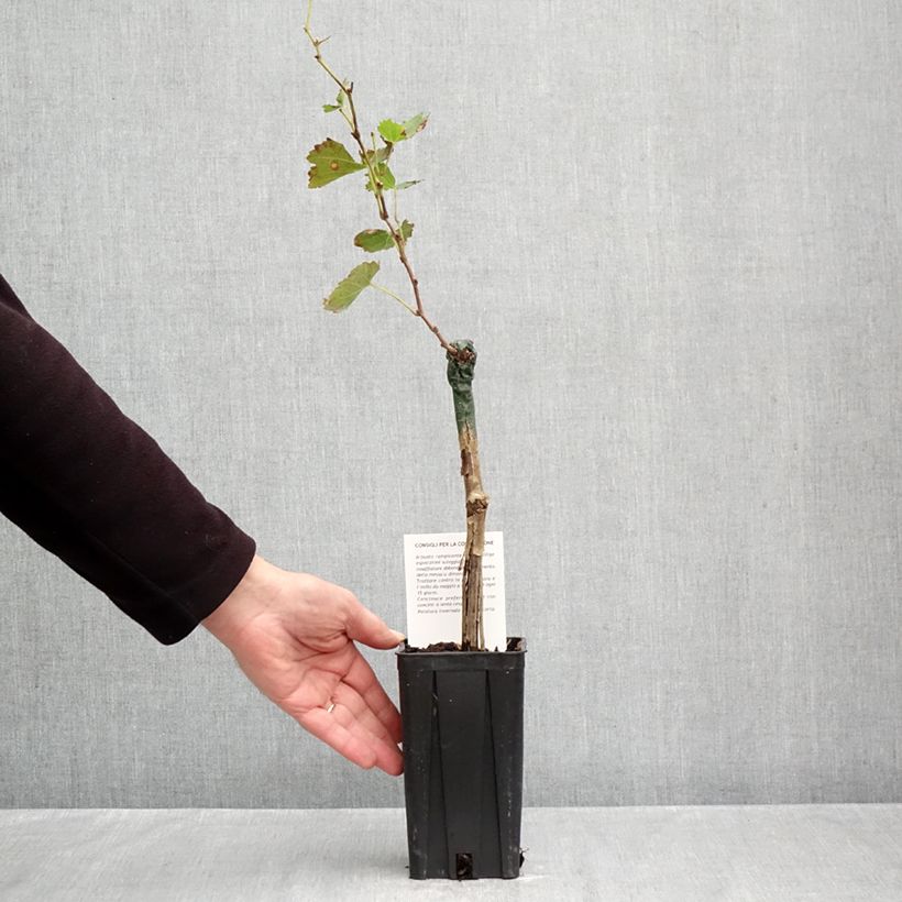 Esemplare di Vigne Bonarda - Vitis vinifera Pot de 1,5L/2L come consegnato in autunno