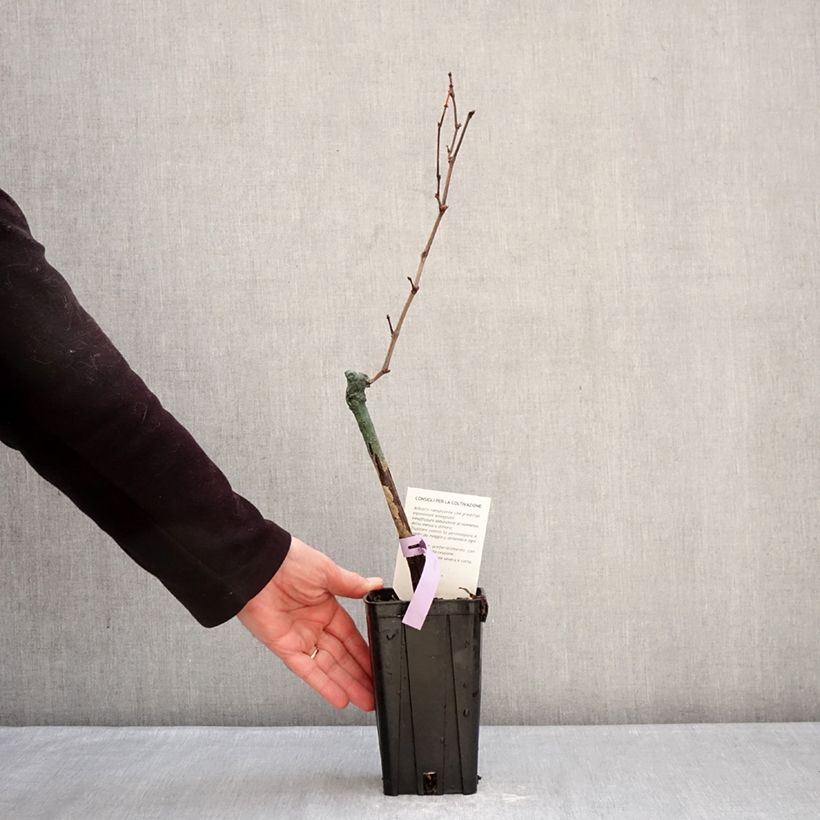 Example of Vite Bonarda Vaso da 1,5L/2L as you get in hiver