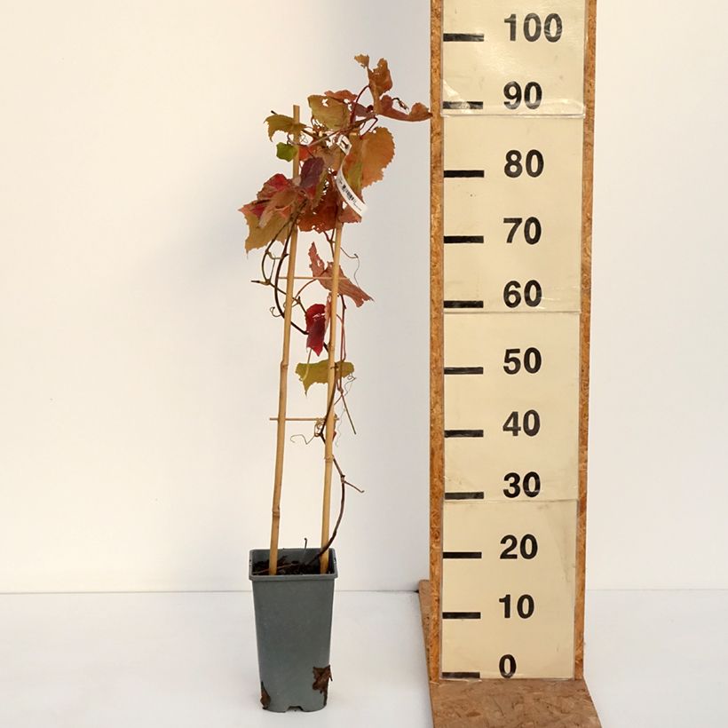 Esemplare di Vigne Brant Pot de 2L/3L come consegnato in autunno