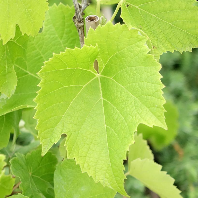 Vite Chardonnay (Foliage)