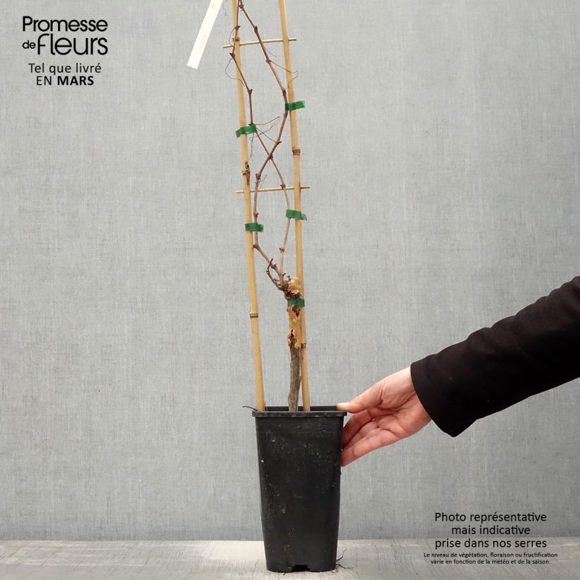 Vite da tavola Chasselas doré Vaso da 2L/3L esemplare consegnato in primavera