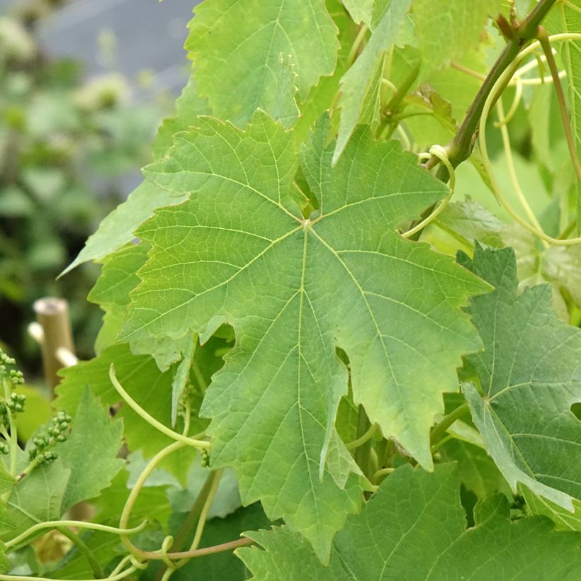 Vite Chasselas rose (Foliage)