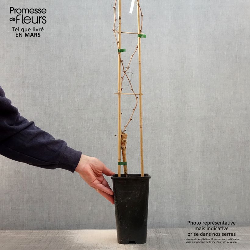 Example of Vite Chasselas rose Vaso da 2L/3L as you get in printemps