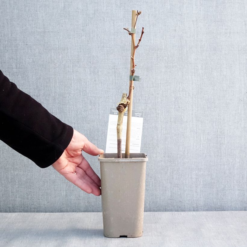 Vigne Chasselat Cioutat Pot de 1,5L/2L esemplare consegnato in inverno