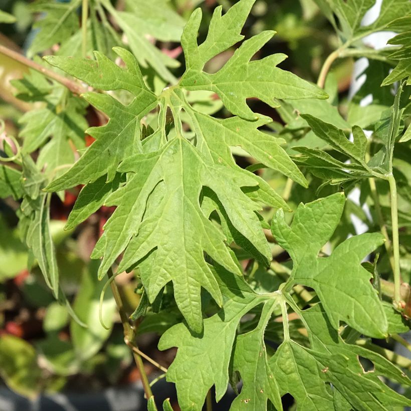 Vite Chasselas Cioutat (Fogliame)