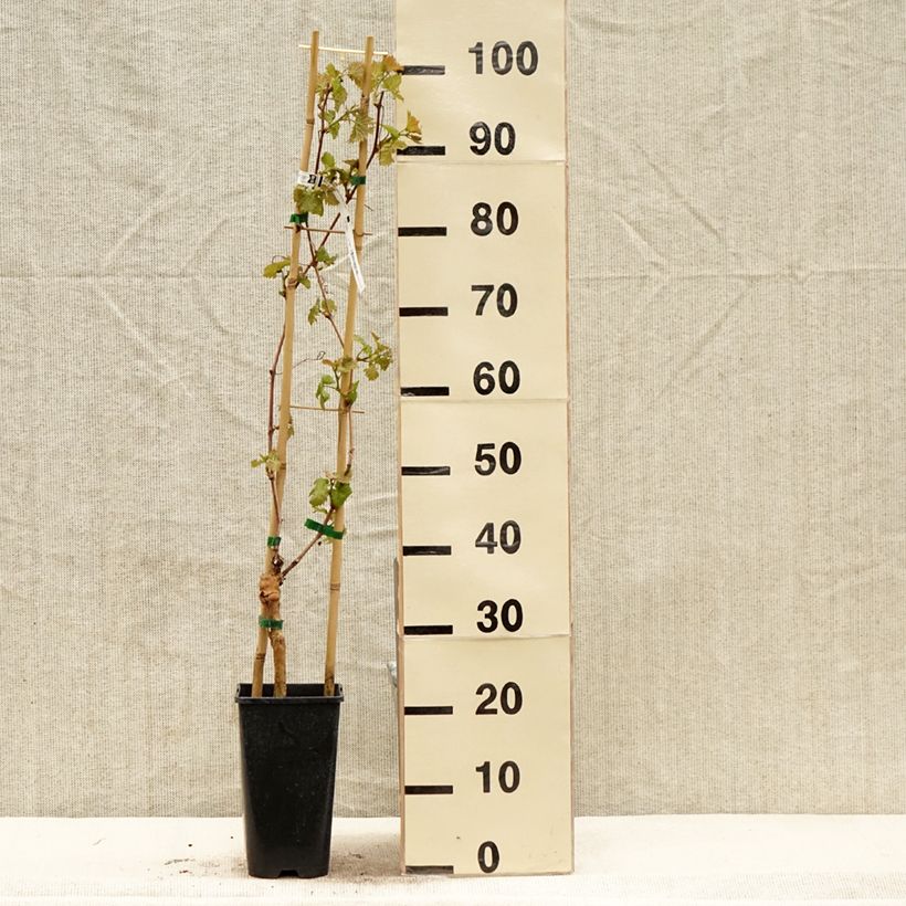 Vite Chasselas Cioutat Vaso da 1,5L/2L esemplare consegnato in primavera