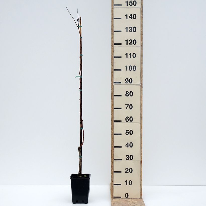 Vigne Citrina - Vitis vinifera Pot de 1,5L/2L esemplare consegnato in inverno