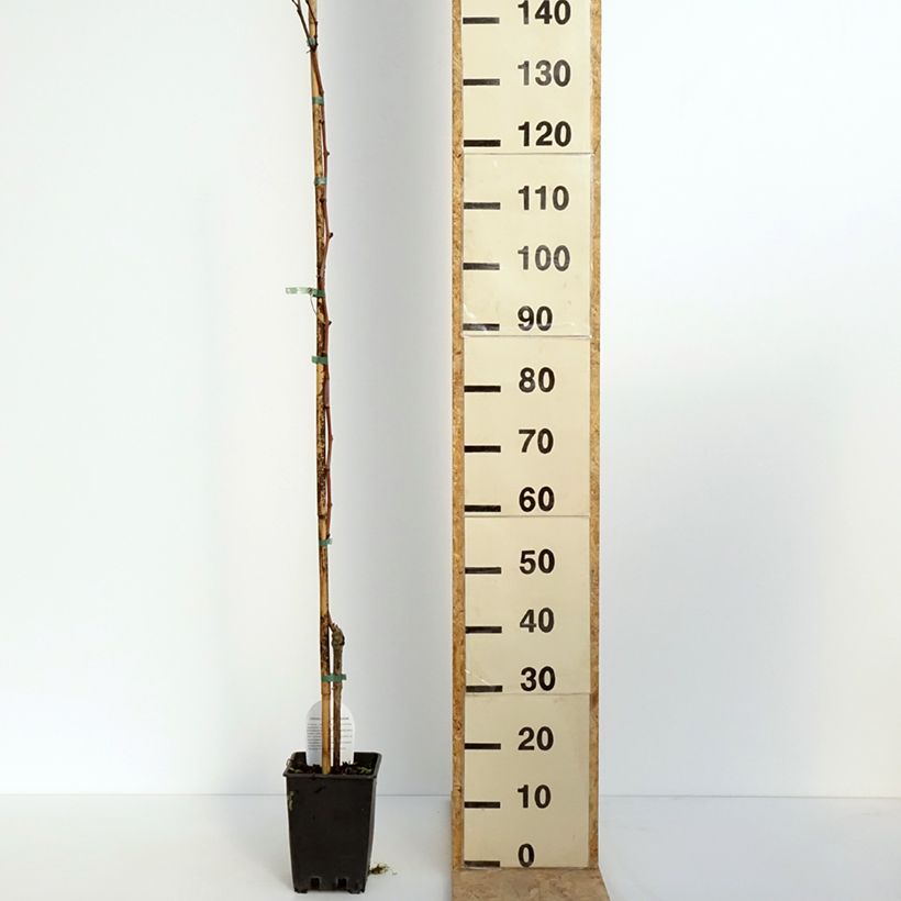 Example of Vite Citrina Vaso da 1,5L/2L as you get in printemps