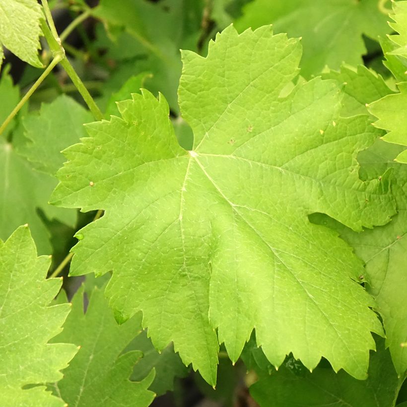 Vite Cortese (Fogliame)