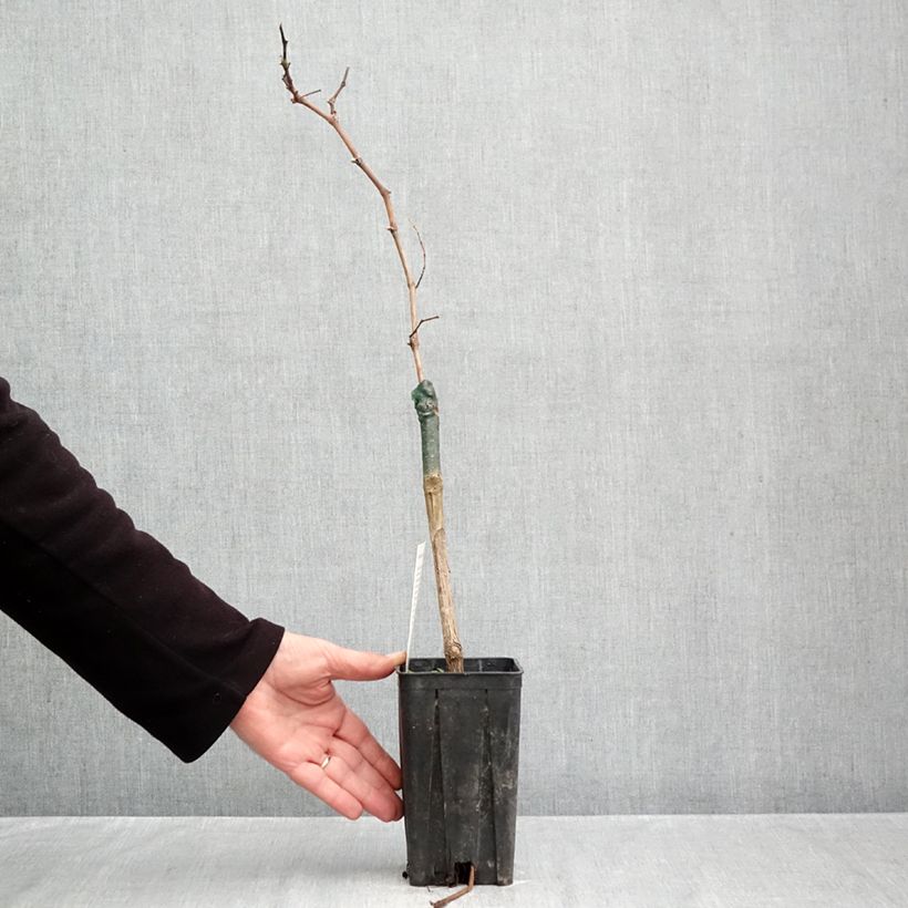 Esemplare di Vigne Croatina - Vitis vinifera Pot de 1,5L/2L come consegnato in autunno