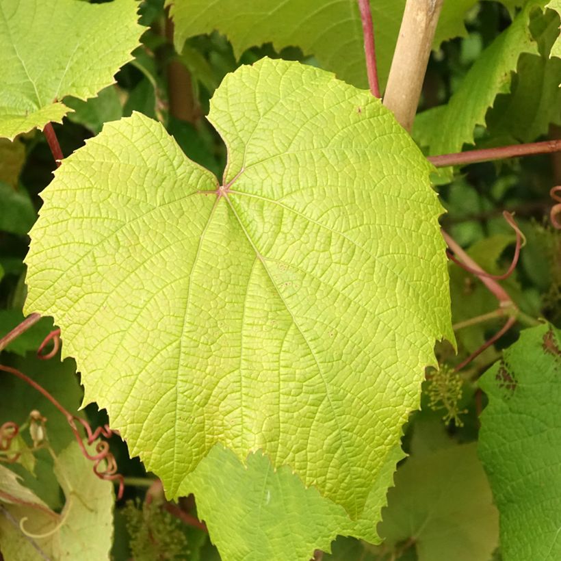 Vitis coignetiae - Vite ornementale (Fogliame)