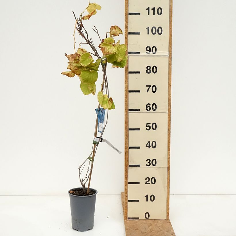 Esemplare di Vitis riparia Vaso da 3L/4L come consegnato in autunno