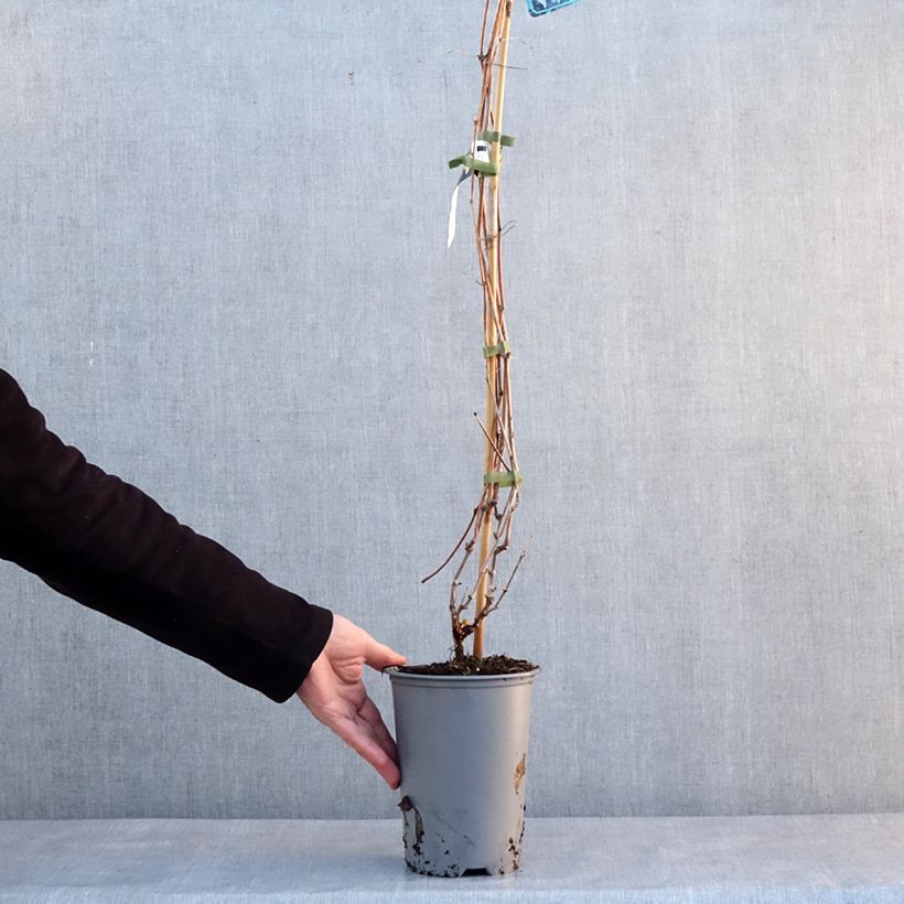 Vigne d'ornement - Vitis odoratissima (vulpina, riparia) Pot de 3L/4L esemplare consegnato in inverno