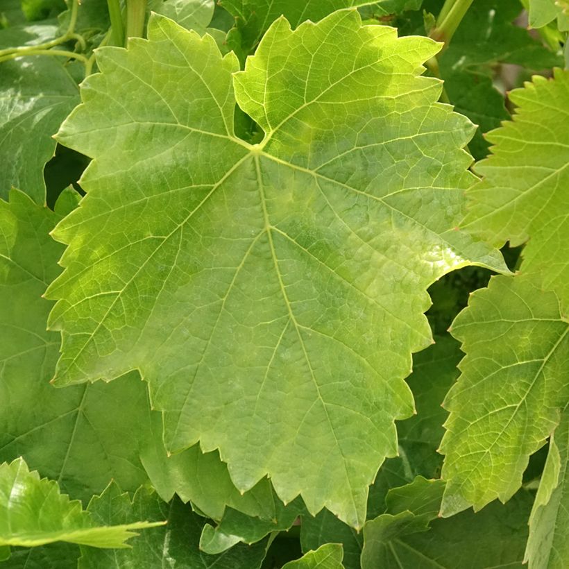 Vite Dattier de Beyrouth (Fogliame)