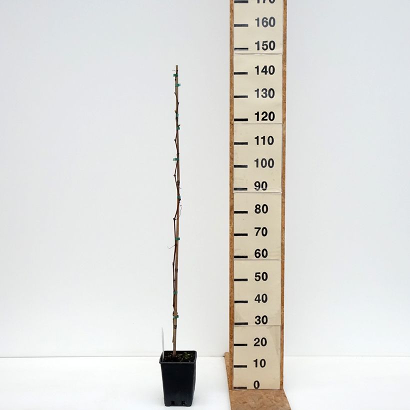 Esemplare di Vigne de table Agata - Vitis hybrida Pot de 1,5L/2L come consegnato in autunno