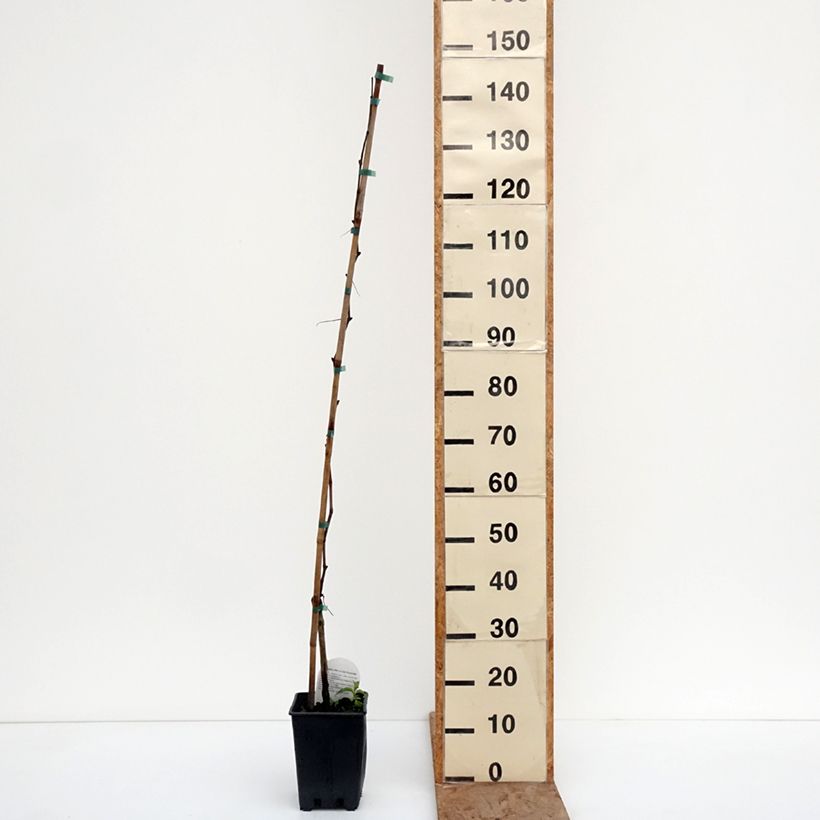 Example of Vitis Agata - Vite Vaso da 1,5L/2L as you get in hiver