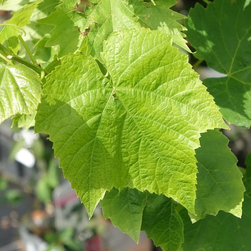 Vitis Ambra - Vite (Foliage)