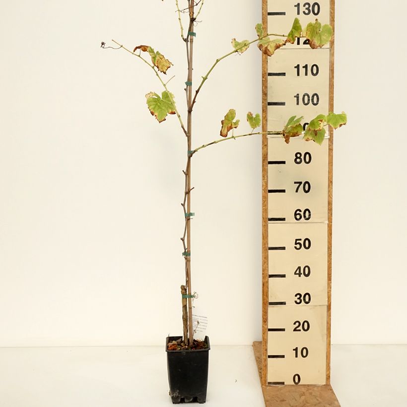 Esemplare di Vigne de table Ambra - Vitis hybrida Pot de 1,5L/2L come consegnato in autunno