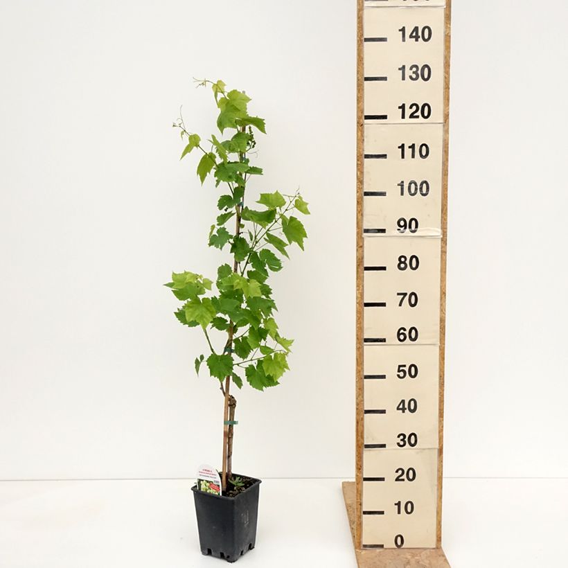 Example of Vitis Ambra - Vite Vaso da 1,5L/2L as you get in printemps