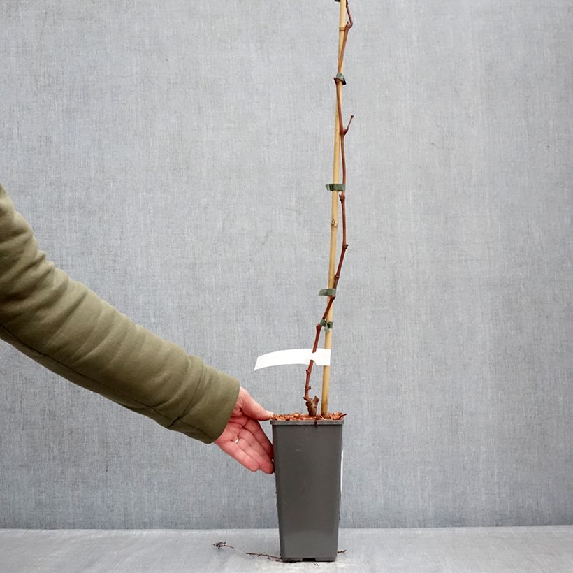 Example of Vite Attika Vaso da 2L/3L as you get in hiver