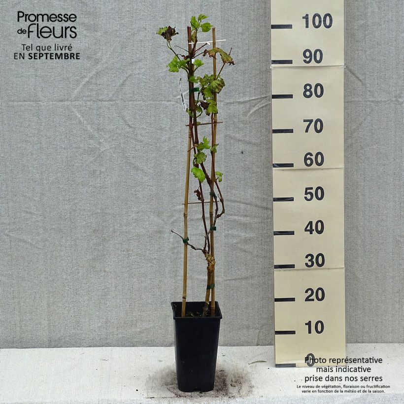 Esemplare di Vite da tavola Autumn Royal Vaso da 1,5L/2L come consegnato in autunno