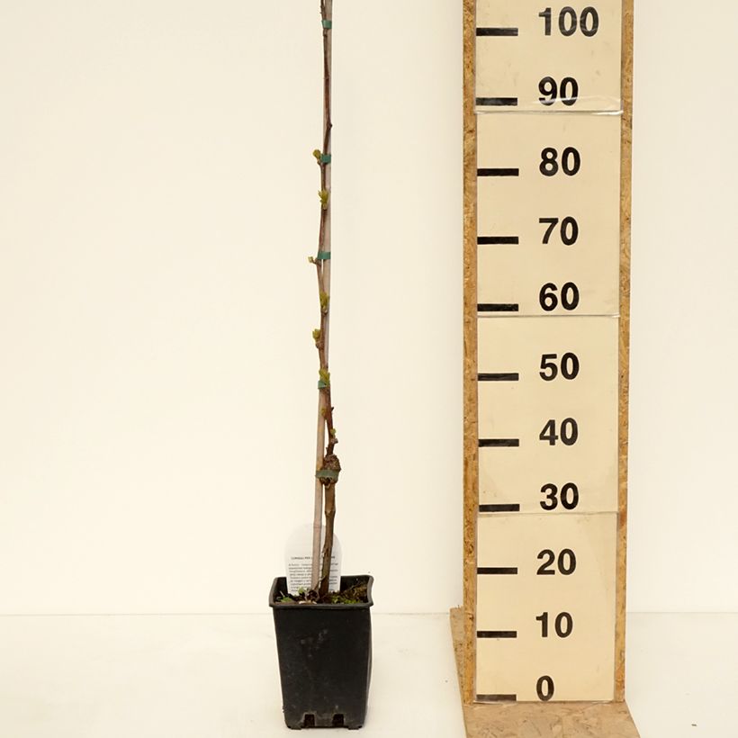 Vite da tavola Corniola Vaso da 1,5L/2L esemplare consegnato in primavera