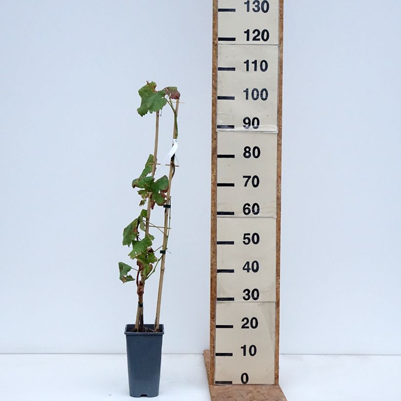 Esemplare di Vigne de table Crimson Seedless - Vitis vinifera   Pot de 3L/4L come consegnato in autunno