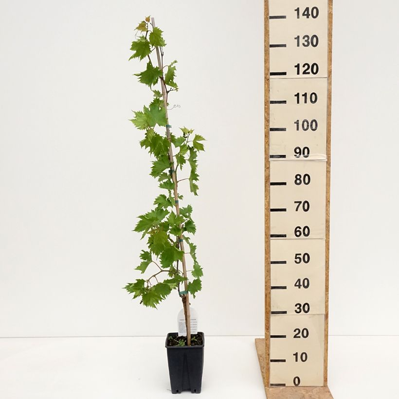 Vite da tavola Francese Bianca, Blanche de France Vaso da 3L/4L esemplare consegnato in primavera