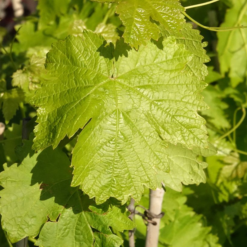 Vite da tavola Leopoldo (Fogliame)