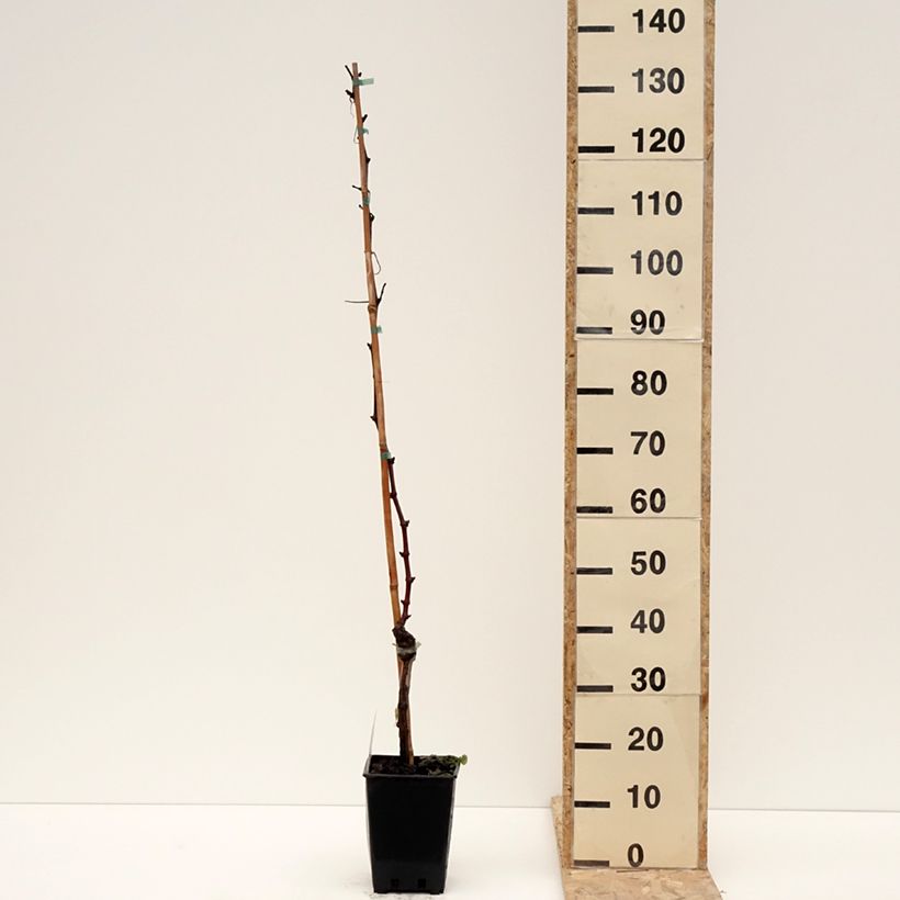 Vigne de table Leopoldo - Vitis vinifera Pot de 1,5L/2L esemplare consegnato in inverno