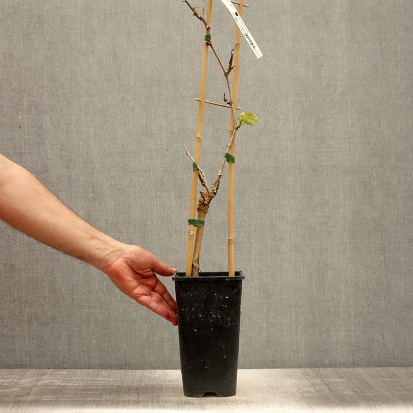 Vite da tavola Lilla Vaso da 3L/4L esemplare consegnato in primavera