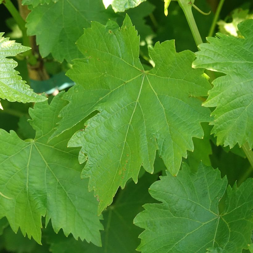 Vite da tavola Luglienga (Fogliame)